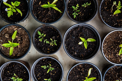 Tips to Starting Your Own Vegetable Garden